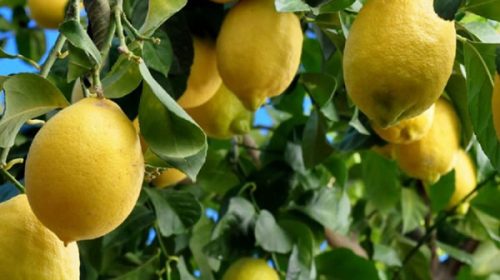 Erradicaron un limonero con HLB positivo en un domicilio de Villa del Rosario