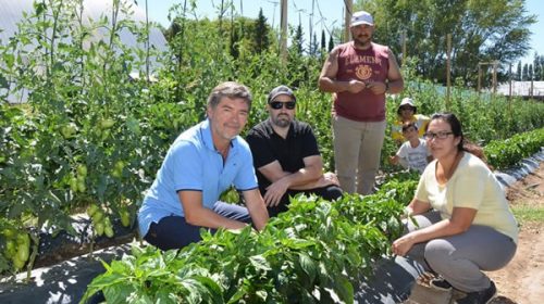 En Neuquén desarrollan una técnica que triplica la producción de verduras