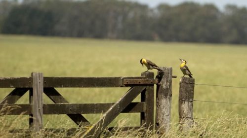 Con la cadena de pagos rota, varios campos cayeron en crisis financiera