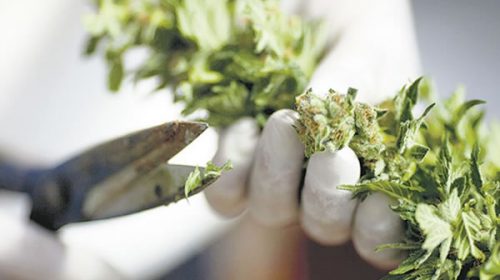 El cannabis ya no es peligroso