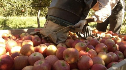 El gobierno de Brasil cerró el ingreso de las frutas provenientes de Argentina