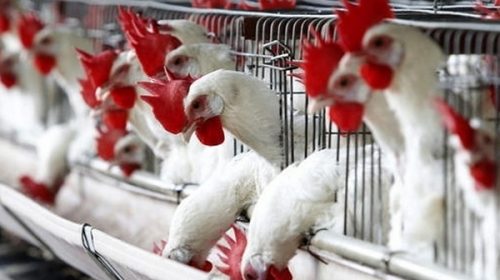 Crisis por todos lados: ahora se desplomó el consumo de carne aviar