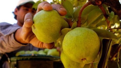 Sancionan a empresas que vendieron frutas con plaga al mercado brasileño