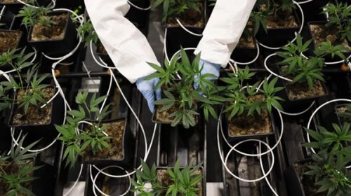 Wall Street espera la votación sobre cannabis en el Congreso de los EE.UU.