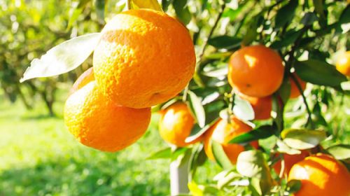 La angustia de un productor: “Con estas políticas, la citricultura termina en un cementerio de plantas”