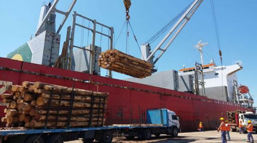 Embarcarán nuevamente madera de pino con destino a China