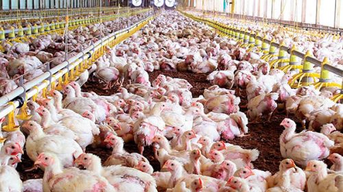 Productores avícolas no descartan “parar granjas” ante la crisis