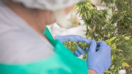 Primera exportación de marihuana medicinal uruguaya lista para despegar
