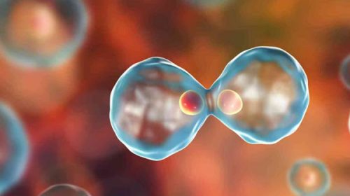 Impactante avance: ¿reproducción sin óvulos ni espermatozoides? Impactante avance: ¿reproducción sin óvulos ni espermatozoides?