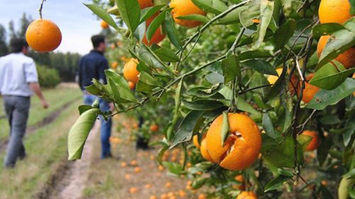 Últimos días para acceder a los beneficios de la Emergencia Agropecuaria por granizo