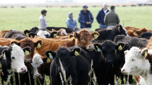 La ganadería perdió hacienda por la falta de créditos y el clima