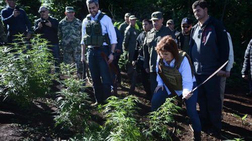 Insólito: Bullrich viajó a Paraguay a cortar marihuana a machetazos