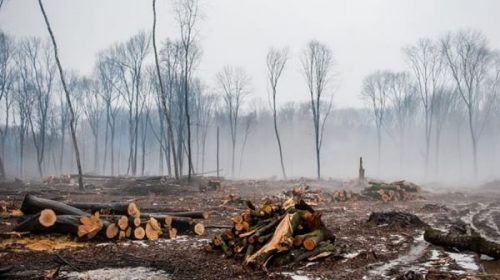 Día de la Tierra: en 25 años, Argentina deforestó el equivalente a una provincia entera
