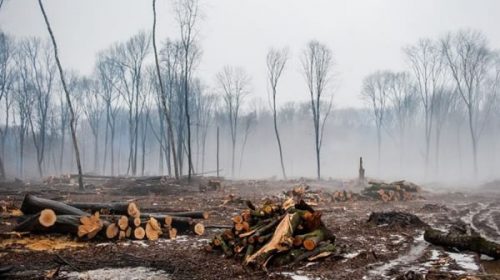 Entre Ríos perdió unas 135 mil hectáreas por deforestación