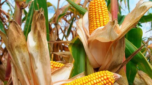 Estiman que la producción de maíz alcanzaría un récord este año