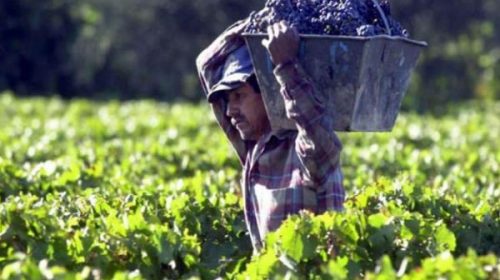 Los pequeños y medianos productores agrícolas se encuentran en apuros