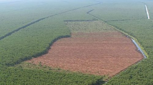 Crece 60% la deforestación en la Amazonia