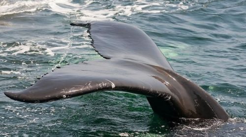 Japón reinicia la caza comercial de ballenas después de más de 30 años