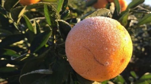 Citricultores piden la emergencia agropecuaria debido al impacto de las heladas