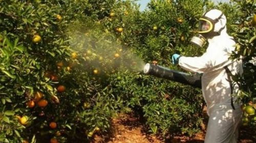 Citricultores aseguran que se ven “muy afectados” por el decreto que regula las fumigaciones