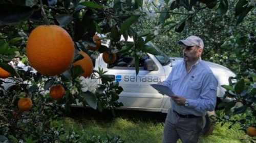 Erradicaron plantas infectadas con HLB en ciudad entrerriana