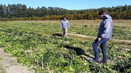 El Senasa decomisó 4.200 plantas cítricas
