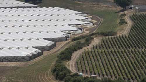 En California, productores de vino en pie de guerra contra cultivadores de Cannabis