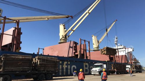 Desde Entre Ríos saldrá la primera exportación argentina de eucalipto a China