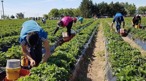 Los datos oficiales que desmienten a Macri respecto al trabajo en el campo