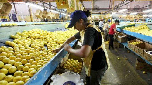 El primer embarque de limones argentinos ya llegó a la India