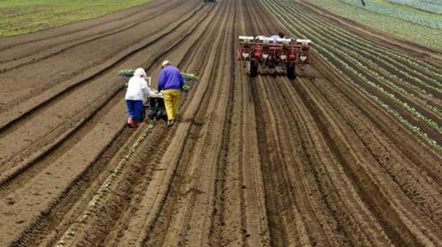 Finalizó la siembra de trigo en Entre Ríos