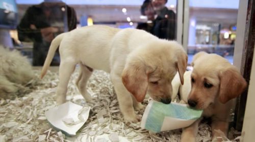 Prohíben la exhibición de animales en vidrieras en la ciudad de Paraná Prohíben la exhibición de animales en vidrieras en la ciudad de Paraná
